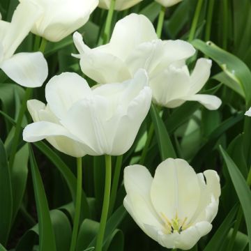 Tulipa White Proud - Triumph Tulip
