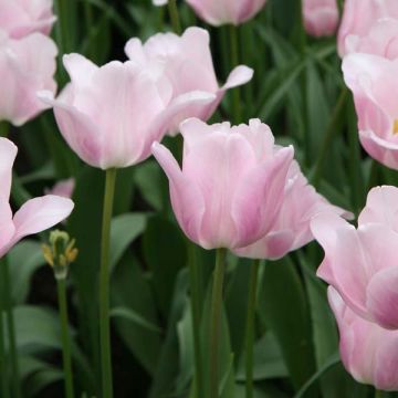Tulipa 'Bright Pink Lady'