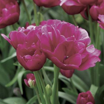 Tulipa Happy Family - Mutliple flowering Tulip