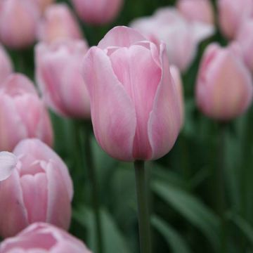 Tulipa Rosalie - Triumph Tulip
