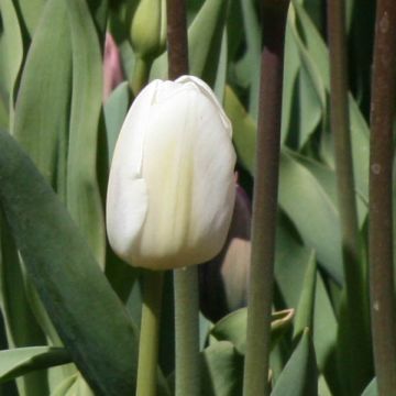 Tulipa White Marvel - Early simple Tulip