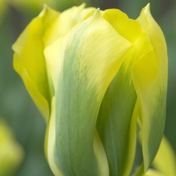 Tulipa Formosa - Viridiflora Tulip