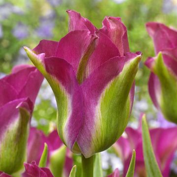 Tulipa viridiflora Green Love