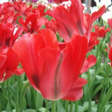 Tulipa viridiflora Red Spring Green