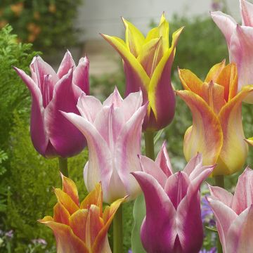 Tulipa Lily flowers Mix