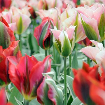 Tulipa viridiflora Mix