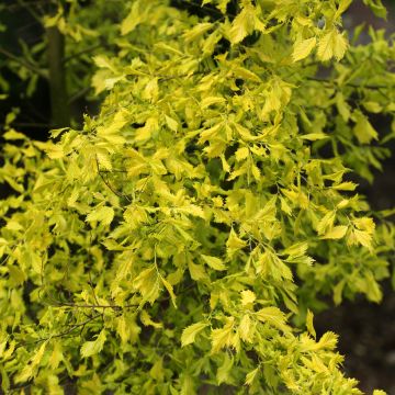 Ulmus minor Viminalis Aurea - Elm