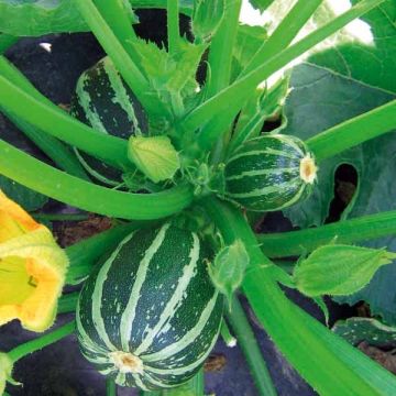 Zucchini Picolo F1 - Cucurbita pepo