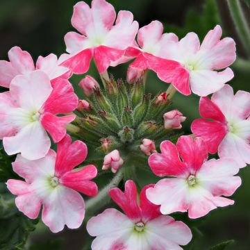 Verbena hybrida Pink Parfait