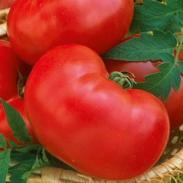 Tomato Faworyt seeds - Lycopersicum esculentum