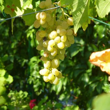 Vitis vinifera Corniola - Grapevine