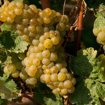 Vitis vinifera Moscato Terracina - Grapevine