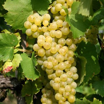 Vitis vinifera Vermentino - Grape vine