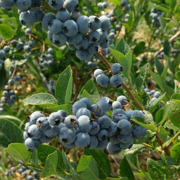 Blueberry Elliott - Vaccinium corymbosum