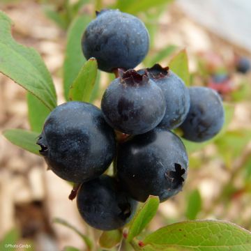 Vaccinium corymbosum Emil- American Blueberry
