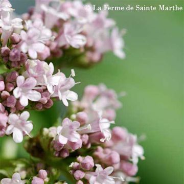 Valériane officinale NT - Ferme de Sainte Marthe