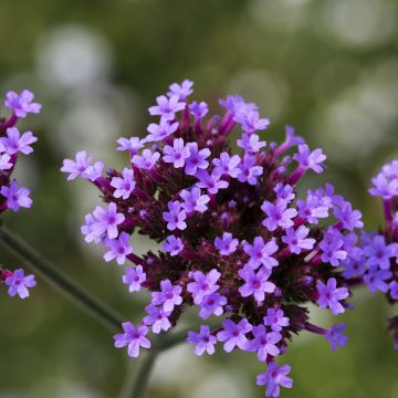 Verbena bonariensis Vanity