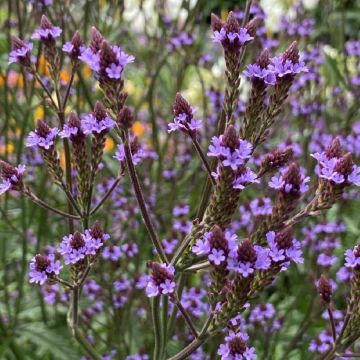 Verbena macdougalii Lavender Spires