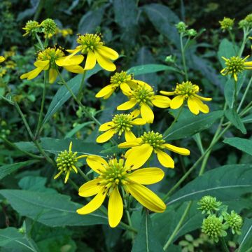 Verbesina alternifolia - Ironweed