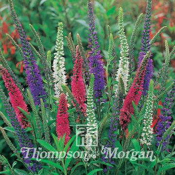 Veronica Mixed Colours Seeds - Speedwell