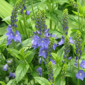 Veronica austriaca Ionian Skies
