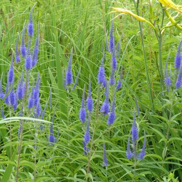 Garden speedwell Seeds - Veronica longifolia