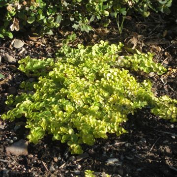 Veronica repens Sunshine