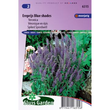 Spiked speedwell Blue Shades Seeds - Veronica spicata