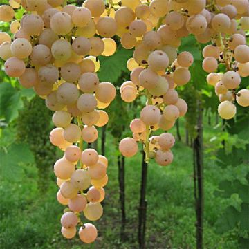 Vitis vinifera Bianca - Grape vine