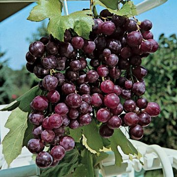 Vitis vinifera Cardinal - Grape vine