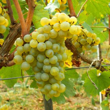 Vitis vinifera Chardonnay - Grape vine