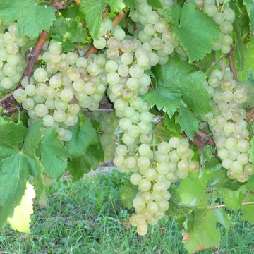 Vitis vinifera Chasselas Doré - Grape vine