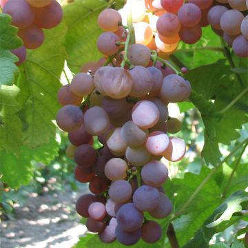 Vitis vinifera Rose Chasselas - Grape vine