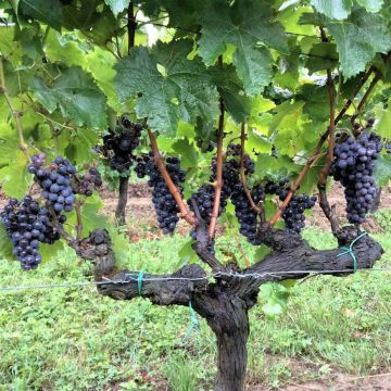 Vitis vinifera Merlot - Grape vine