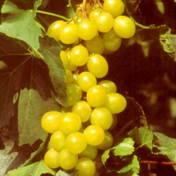 Vitis vinifera Muscat d'Alexandrie - Grape vine
