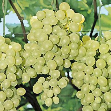 Vitis vinifera Perlette - Grape Vine