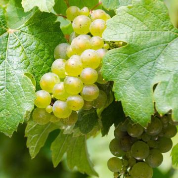 Vitis vinifera Riesling - Grape Vine