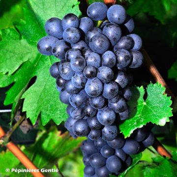 Vitis vinifera Roi des Précoces - Grape Vine