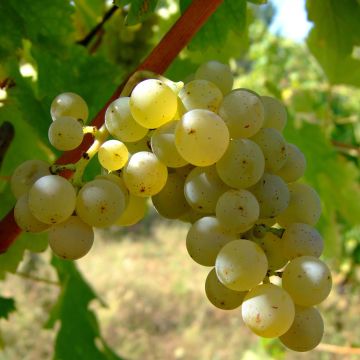 Vitis vinifera Sauvignon Blanc - Grape Vine