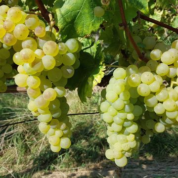 Vitis vinifera Chasselas Fontainebleau - Grape vine