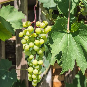 Vitis vinifera Himrod - Grape vine