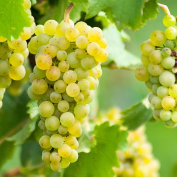 Vitis vinifera Ora - Grape vine