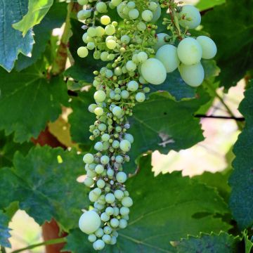 Vitis vinifera Vroege Van Der Laan - Grape Vine