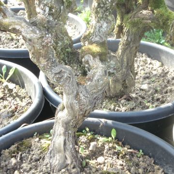 Vitis vinifera Altesse - Grape vine