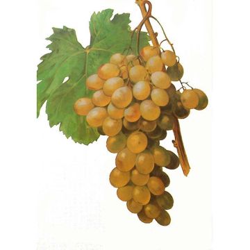 Vitis vinifera Ametista - Grape vine