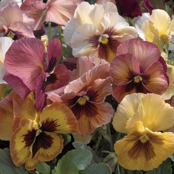 Viola x wittrockiana Mariposa F1 Peach Shades - Pansy