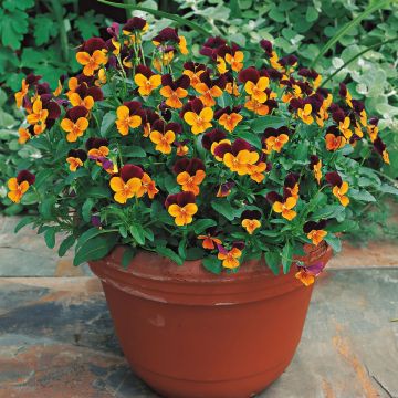 Viola cornuta Callisto F1 Orange Purple Wing - Horned pansy