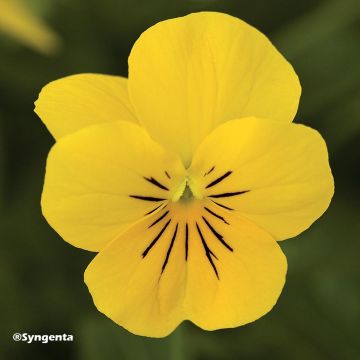 Viola cornuta Penny Yellow
