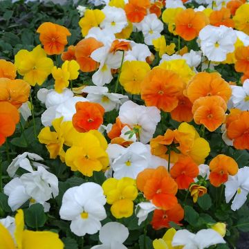 Viola cornuta Prim Up Citrus mélange Mini-motte
