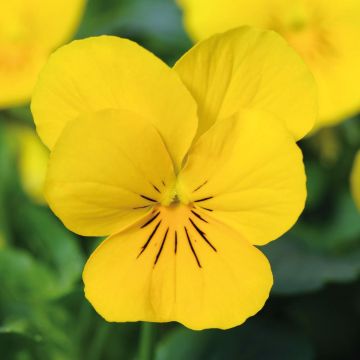Viola cornuta Xp Sorbet F1 Yellow - Horned pansy